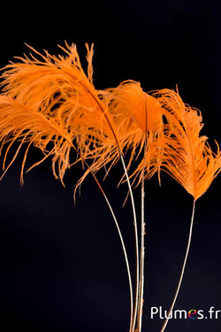 Rispe Strauß Goldkiel - 30-40 cm - orange